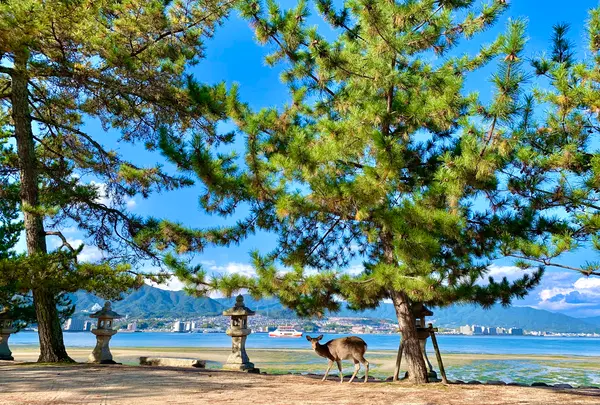 宮島（厳島）の写真・動画_image_472224