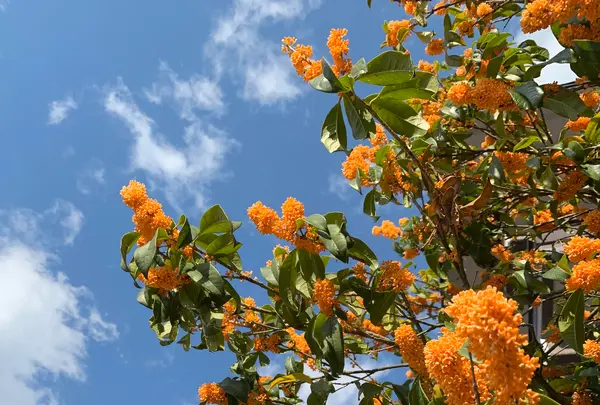 宮島（厳島）の写真・動画_image_472228