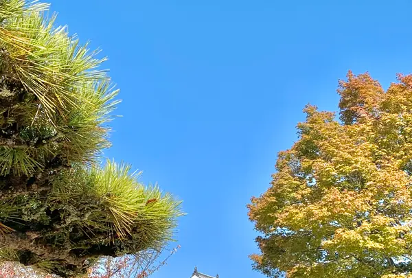 松山城の写真・動画_image_472500