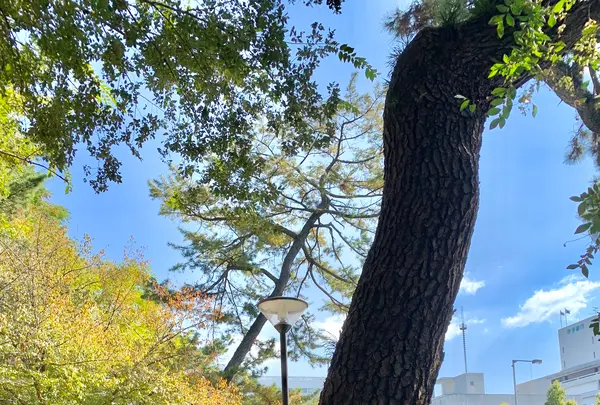 三之丸跡 堀之内公園の写真・動画_image_472546