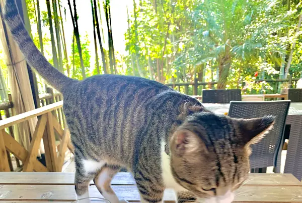 漱石珈琲店 愛松亭の写真・動画_image_472581