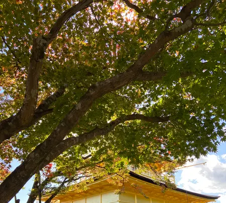 金閣寺（鹿苑寺）の写真・動画_image_473028