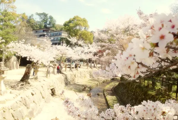 宮島（厳島）の写真・動画_image_473791