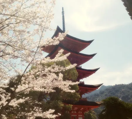 宮島（厳島）の写真・動画_image_473792