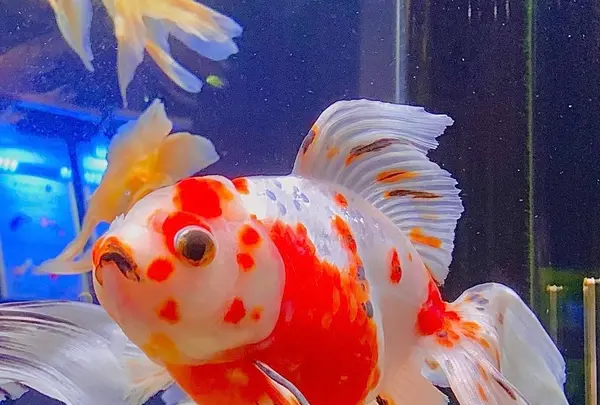 宮島水族館 みやじマリンの写真・動画_image_473801