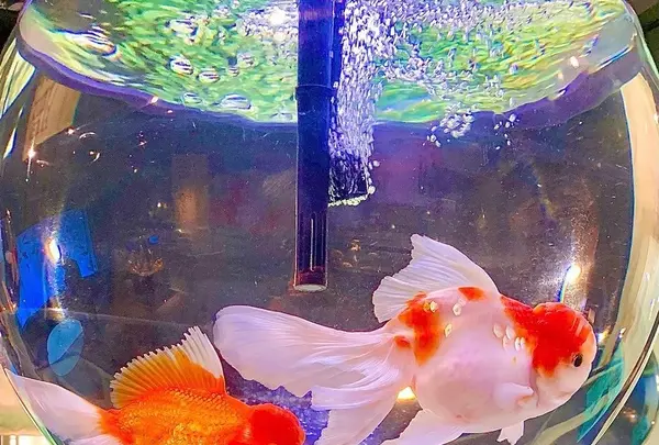 宮島水族館 みやじマリンの写真・動画_image_473802