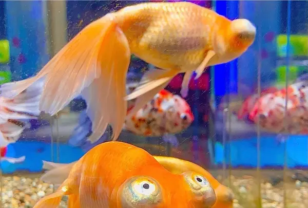宮島水族館 みやじマリンの写真・動画_image_473803