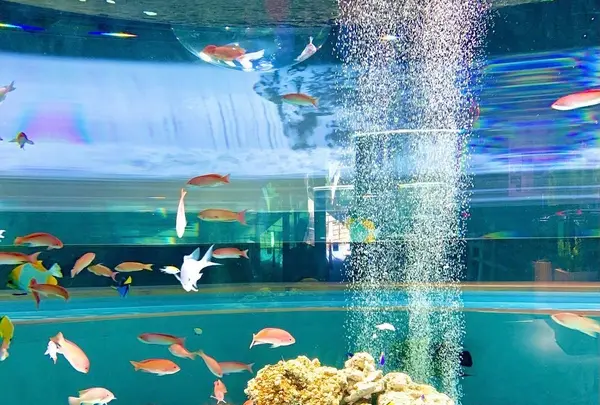 宮島水族館 みやじマリンの写真・動画_image_473804