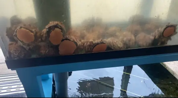 浜焼き しんちゃんの写真・動画_image_473904