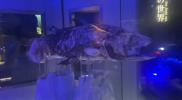 沼津港深海水族館の写真・動画_image_473968