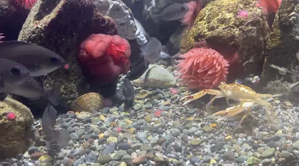 沼津港深海水族館の写真・動画_image_473970