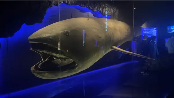 沼津港深海水族館の写真・動画_image_473972