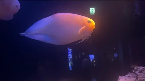 沼津港深海水族館の写真・動画_image_473973