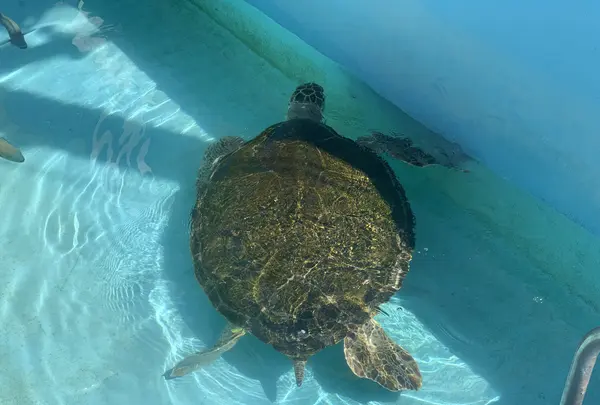 むろと廃校水族館の写真・動画_image_474563