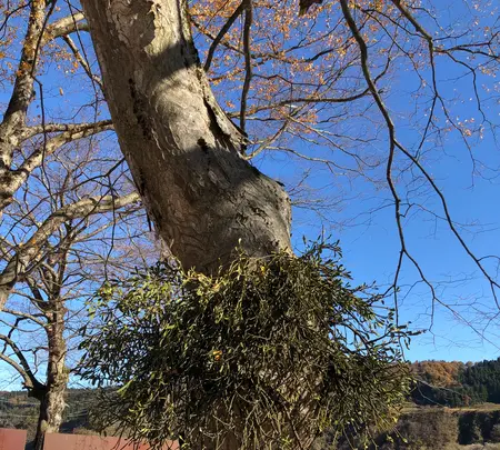 ポチョムキンの写真・動画_image_474822
