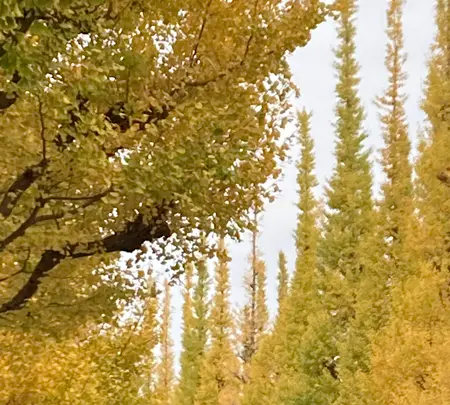 明治神宮外苑いちょう並木の写真・動画_image_476048