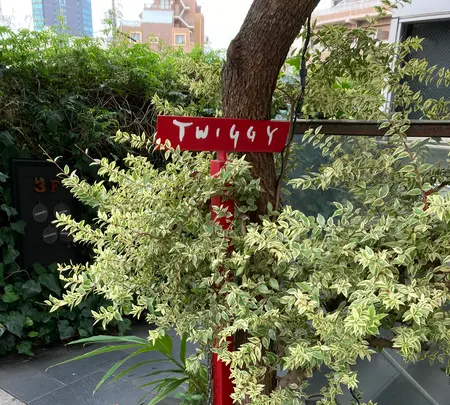 twiggy. cafeの写真・動画_image_476079
