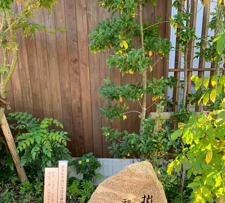 道後温泉 空の散歩道の写真・動画_image_476300