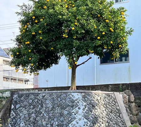 千貫樋の写真・動画_image_476460