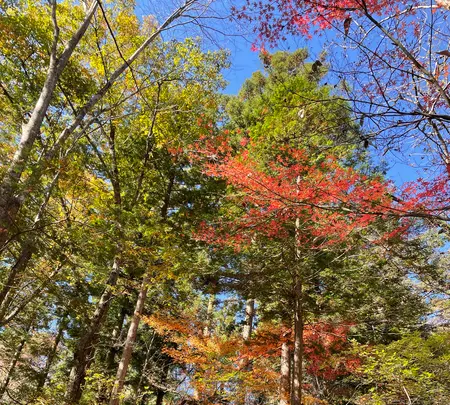 付知峡の写真・動画_image_476506