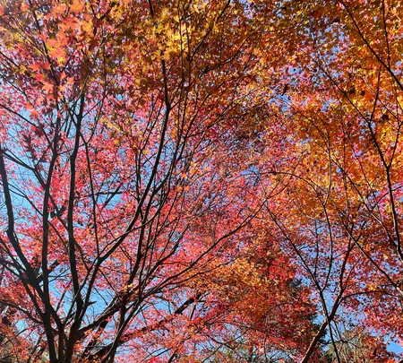 付知峡の写真・動画_image_476508