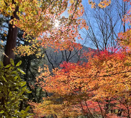 付知峡の写真・動画_image_476509