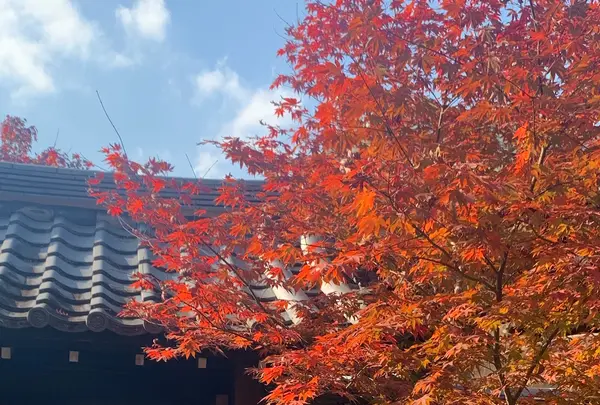 圓光寺の写真・動画_image_477069