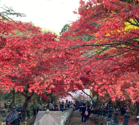 大山寺の写真・動画_image_477330