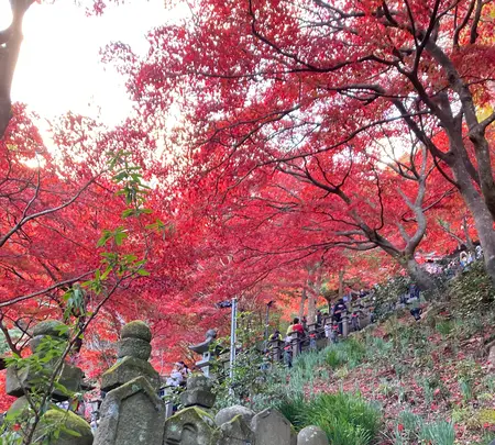 大山寺の写真・動画_image_477331