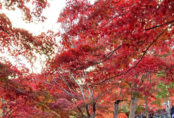 大山寺の写真・動画_image_477335