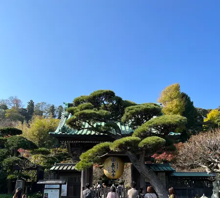 長谷寺の写真・動画_image_477592