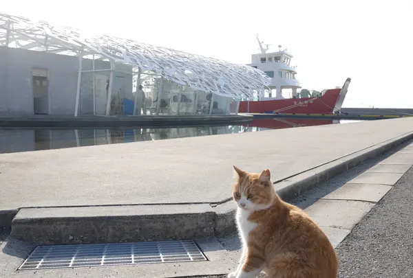 男木島フェリー乗り場の写真・動画_image_477808