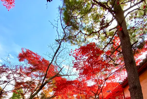 二尊院の写真・動画_image_477810