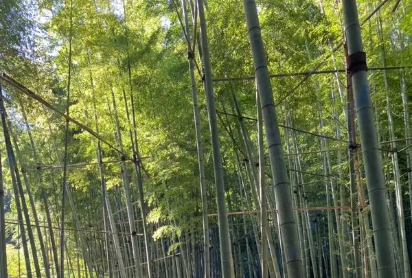 報国寺（竹寺）の写真・動画_image_477978