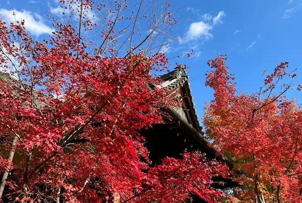 勝林寺の写真・動画_image_478416