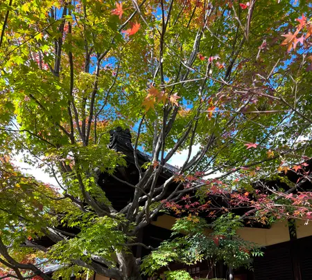 勝林寺の写真・動画_image_478420