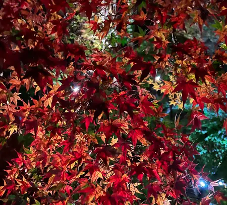 御土居のもみじ苑の写真・動画_image_478444