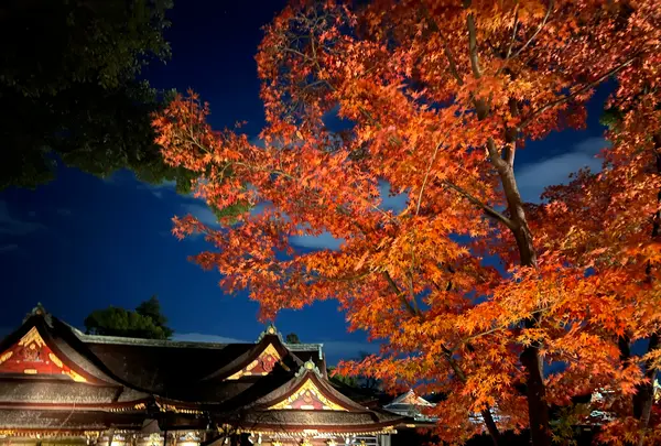 御土居のもみじ苑の写真・動画_image_478445