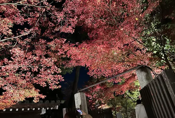 御土居のもみじ苑の写真・動画_image_478447