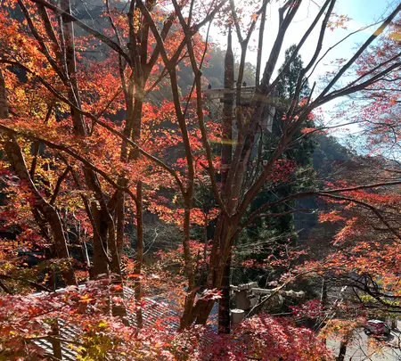 叡山電鉄鞍馬線 紅葉のトンネルの写真・動画_image_478901