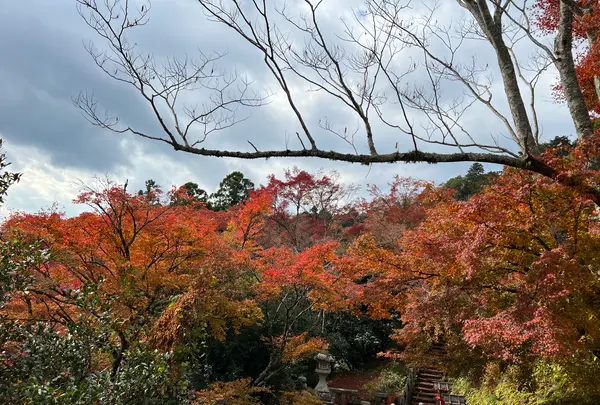 鞍馬寺の写真・動画_image_478915
