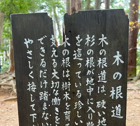 木の根道の写真・動画_image_478921