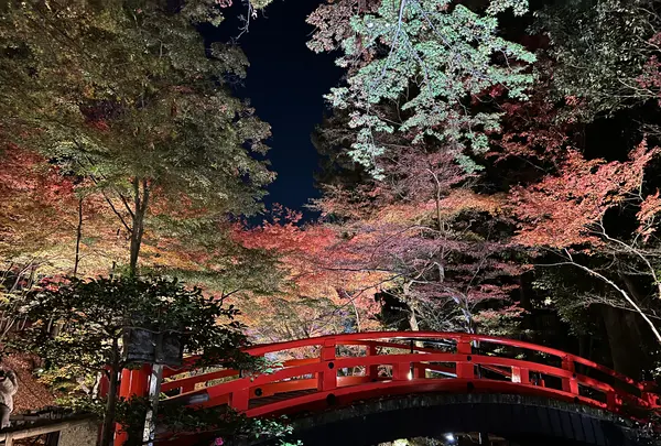 御土居のもみじ苑の写真・動画_image_479023