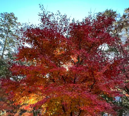 南禅寺の写真・動画_image_479036