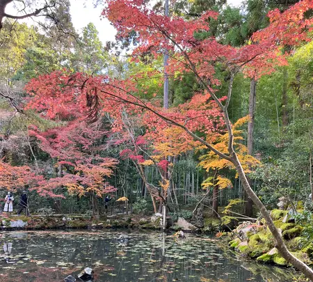 天授庵の写真・動画_image_479052