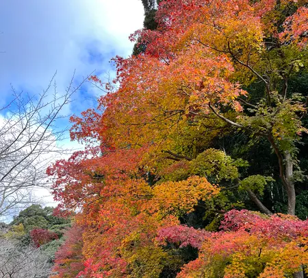 哲学の道の写真・動画_image_479062