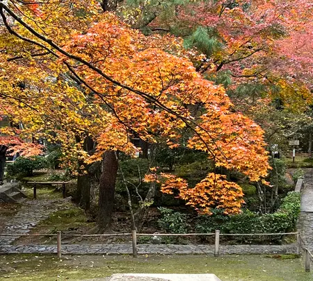 法然院の写真・動画_image_479071