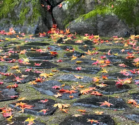 法然院の写真・動画_image_479074