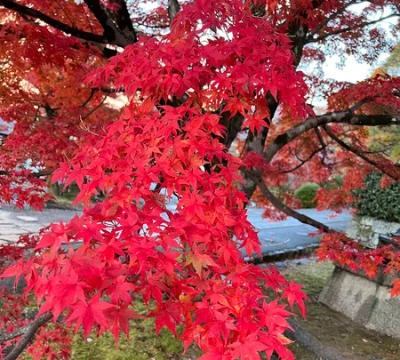 真如堂（真正極楽寺）の写真・動画_image_479096