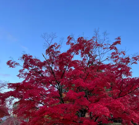 真如堂（真正極楽寺）の写真・動画_image_479100
